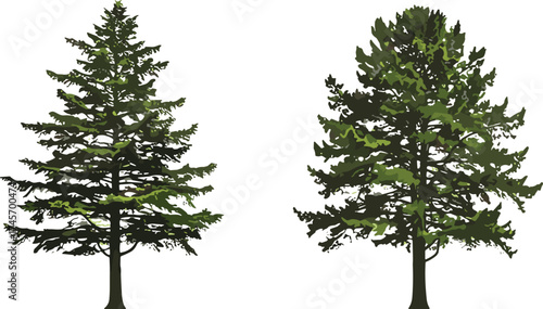 Coniferous tree pair, evergreen foliage trees, botanical vector, forest elements, nature clipart, tree comparison, landscape design, tree illustration
