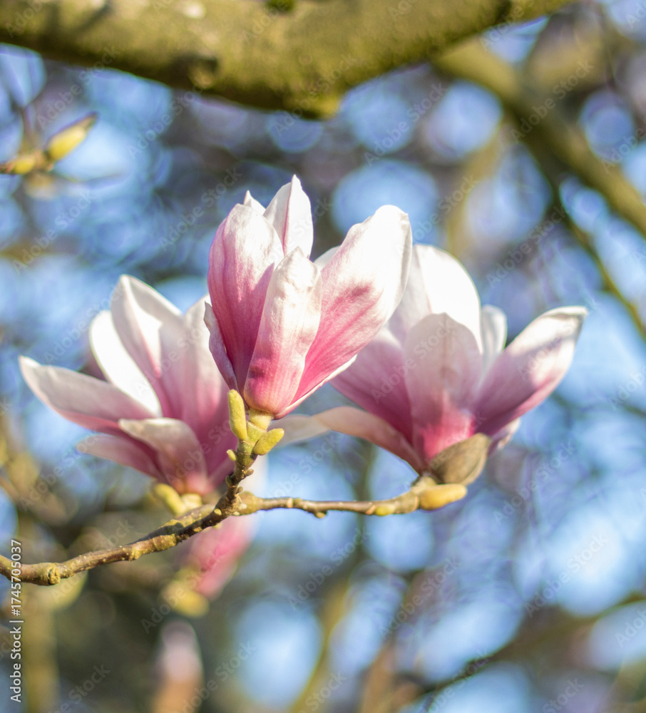 Obraz premium Magnolienblüten