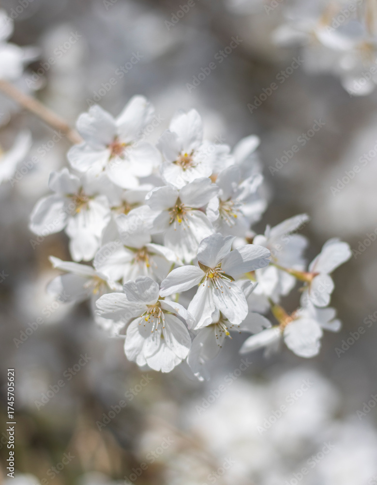 Obraz premium Weiße Kirschblüten