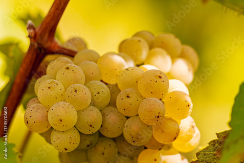 Vineyards along the Mosel River glow in autumn colors during the grape harvest. White and red grapes hang on the vines, reflecting tradition, nature, and the beauty of the German wine region.
