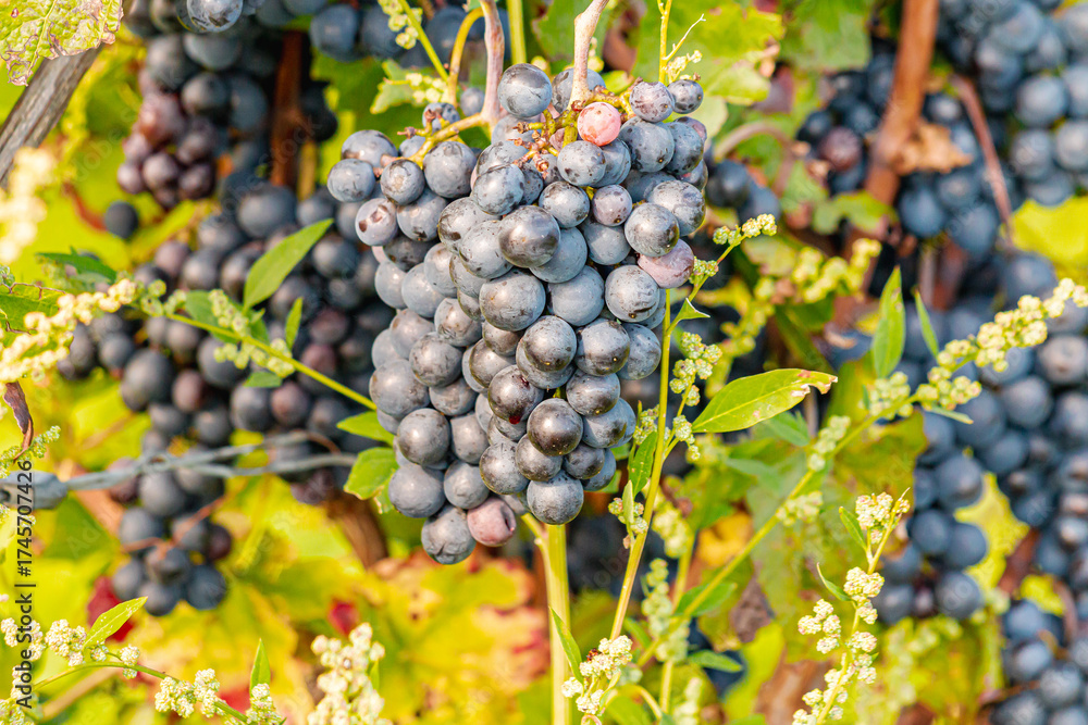 Fototapeta premium Vineyards along the Mosel River glow in autumn colors during the grape harvest. White and red grapes hang on the vines, reflecting tradition, nature, and the beauty of the German wine region.
