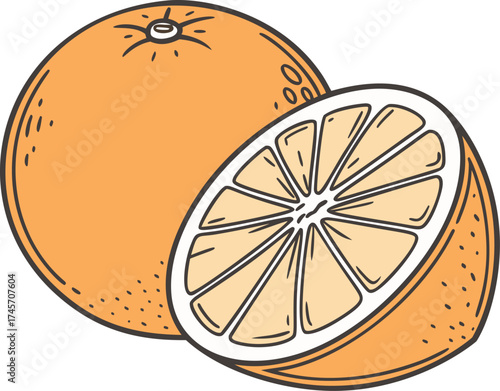 Orange fruit vector illustration, a whole citrus and a half slice in a line art and color style. Hand drawn doodle design of healthy food for a juice or summer theme graphic.