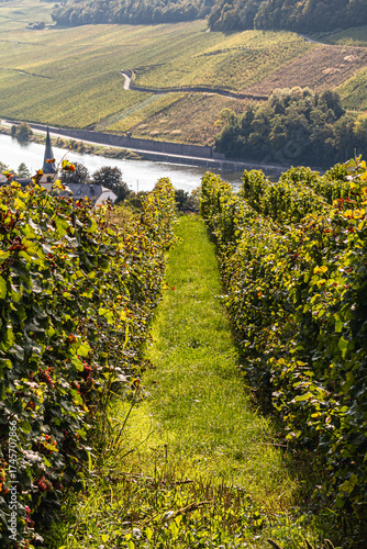 Vineyards along the Mosel River glow in autumn colors during the grape harvest. White and red grapes hang on the vines, reflecting tradition, nature, and the beauty of the German wine region.