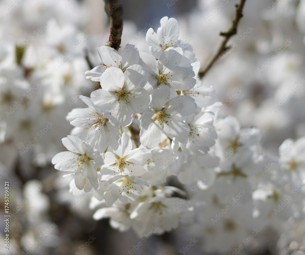 Obraz premium Weiße Kirschblüten
