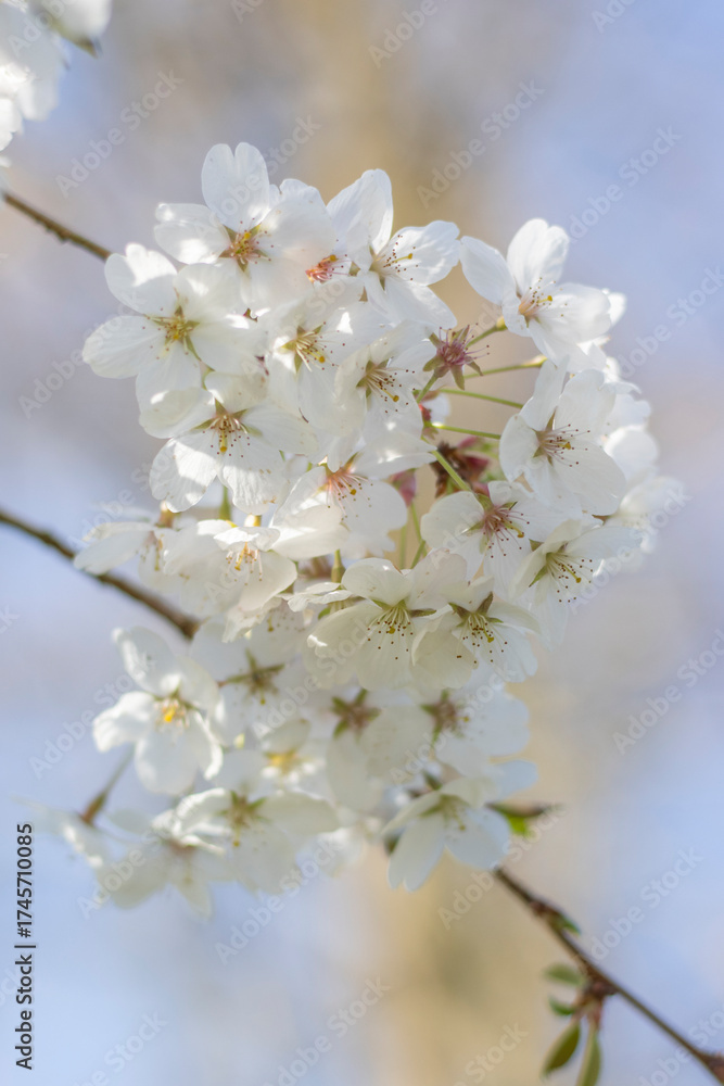 Fototapeta premium Weiße Kirschblüten