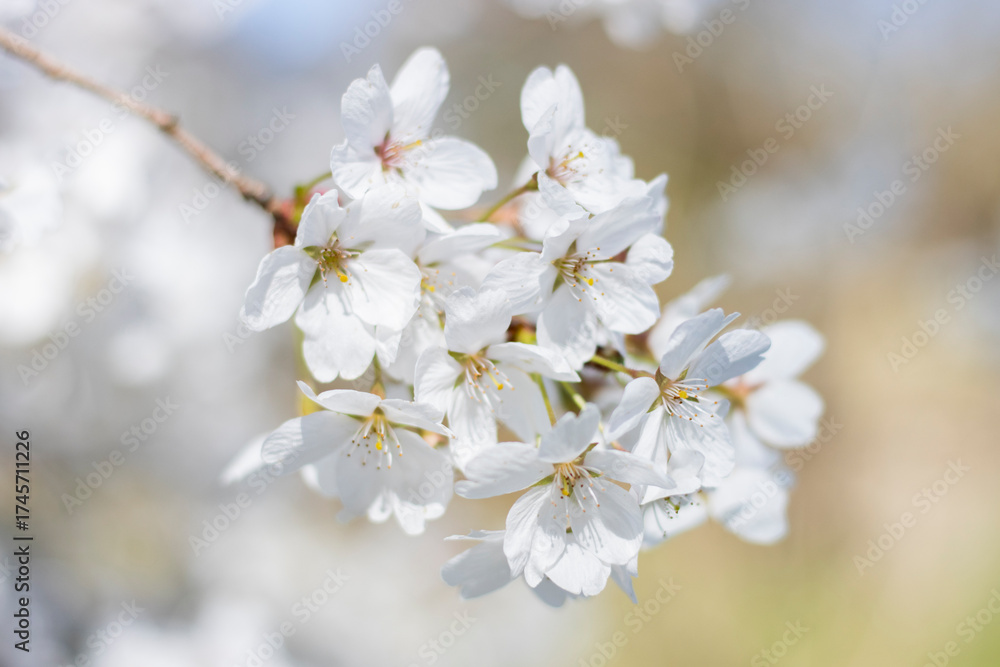 Obraz premium Weiße Kirschblüten