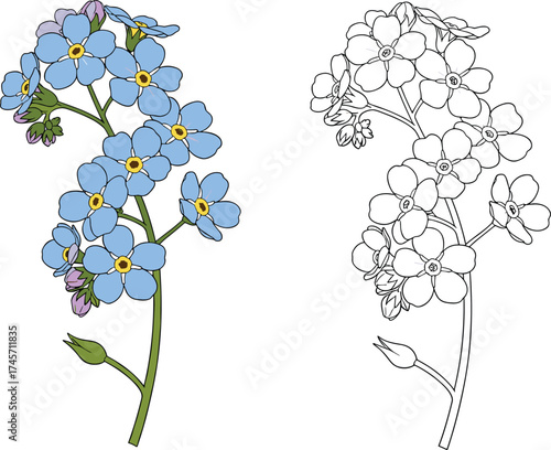 Forget Me Not flower vector, blue floral illustration, botanical art, spring blossom, nature drawing, garden plant, outline and color design