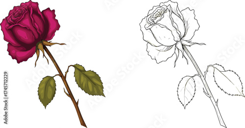 Wallpaper Mural Red rose flower with green leaves and black white outline version, detailed vector illustration for floral design, tattoo, and coloring Torontodigital.ca