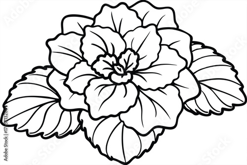 Outline Drawing of African Violet with Foliage, Detailed Black and White Illustration
