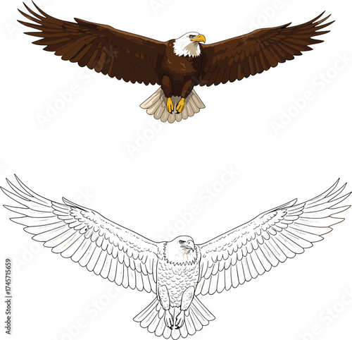 Bald Eagle flying with wings spread, majestic patriotic American symbol bird of prey drawing illustration, wildlife sketch, coloring book page line art vector.

