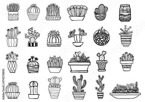 24 cactus