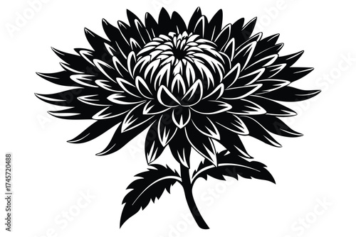 Black and White Illustration of a Chrysanthemum Flower with Stem and Leaves Design
