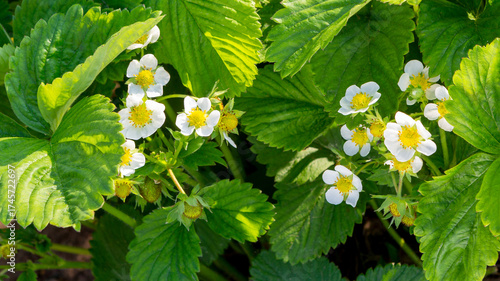Strawberry flowers.  Blooming strawberries