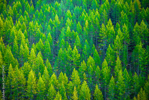 Background of a forest on a mountain slope in early autumn