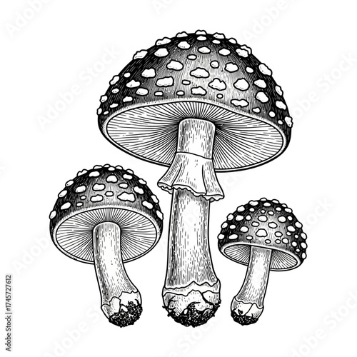 Mushroom Amanita Set Botanical Illustration Detailed Toadstool Fungus Vintage Vector