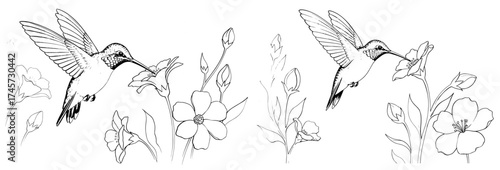 Vector art of charming line art illustration of a hummingbird flying near a flower, , perfect for nature designs