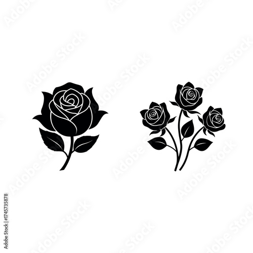 rose on white background