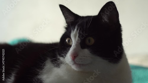 Black and white cat lying on the bed