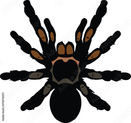 Tarantula illustration, top view, stylized spider, hairy legs, black brown, arachnid vector, insect drawing, educational clipart, biology graphic, entomology design