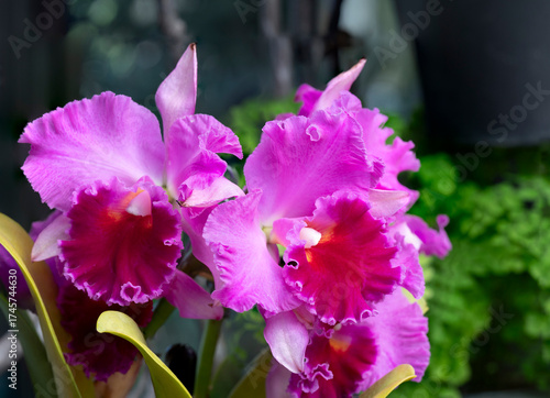 purple iris flower