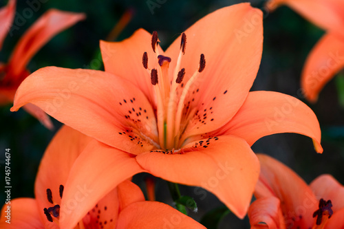 orange lily flower