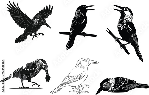 Crow vector illustration, raven bird artwork, black and white silhouette, flying crow, perched raven, wildlife drawing, stylized avian pose, nature clipart