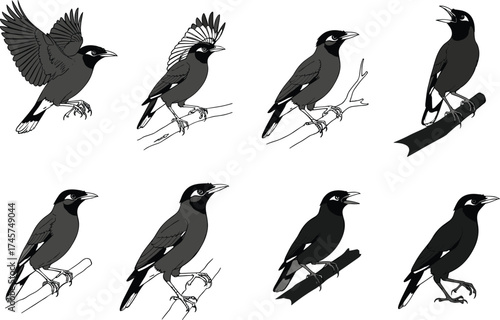 Myna bird vector illustration, flying and perched poses, black and gray silhouette, tropical wildlife art, nature drawing, exotic bird design