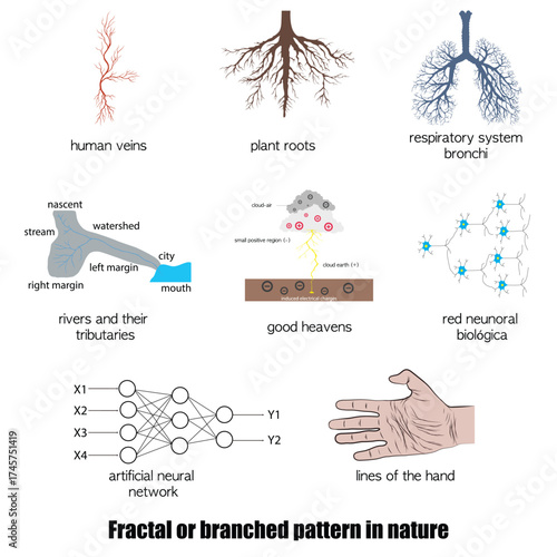 Fractal or branching pattern in nature.