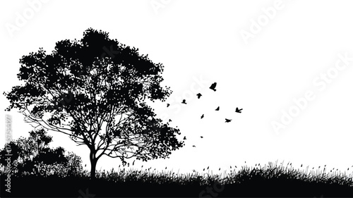 Stunning Black and White Tree Silhouettes in Nature Landscape Scenery