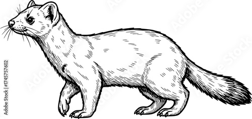 sketch of Sable , monochrome black ink, vector, isolated on white background