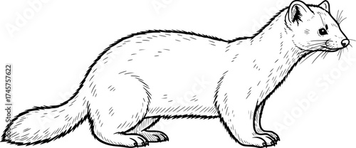 sketch of Sable , monochrome black ink, vector, isolated on white background