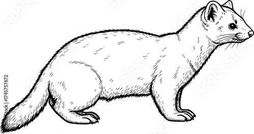 sketch of Sable , monochrome black ink, vector, isolated on white background