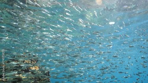 silversides atherinas sun shine and beams underwater silverside fish school Atherina boyeri mediterranean sea