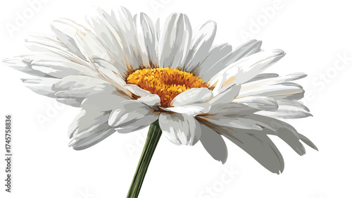 Beautiful Daisy Flower with White Petals on White Background for Design Projects