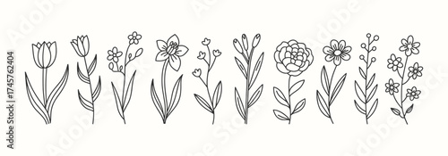 An elegant collection of minimalist hand-drawn outline floral and botanical illustrations.