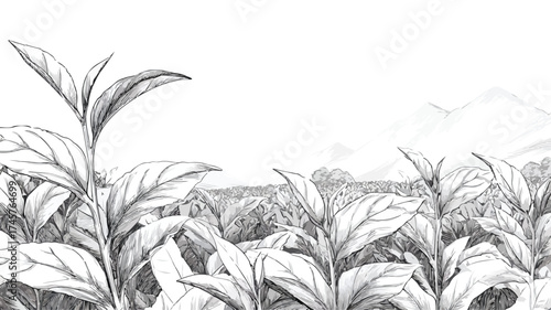 Hand Drawn Tea Plantation Illustration with Lush Leaves and Plants