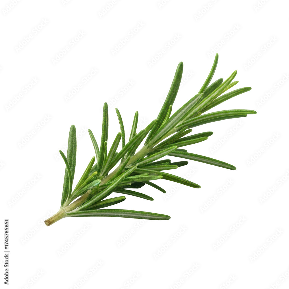 Obraz premium A vibrant green rosemary sprig with detailed needle-like leaves, pristine and fresh, on a transparent isolated background with clean studio light. Concept of fresh natural ingredients