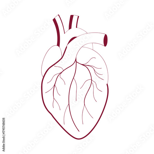 Realistic human heart vector illustration for medical and health concepts vector