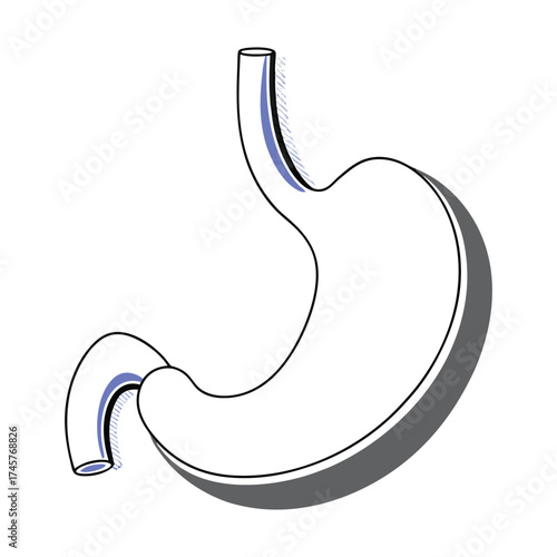 Human stomach anatomy vector illustration scalable eps medical graphic vector