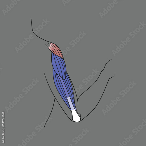 Human triceps muscle anatomy vector illustration eps scalable medical graphic vector