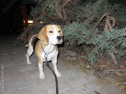 A beagle is standing on a brick sidewalk, looking alert. The surroundings include shrubs and faint street lighting, indicating an evening stroll in a quiet area.