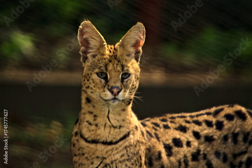 Quadro su tela serval