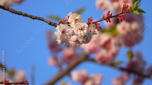 cherry blossom branches in spring