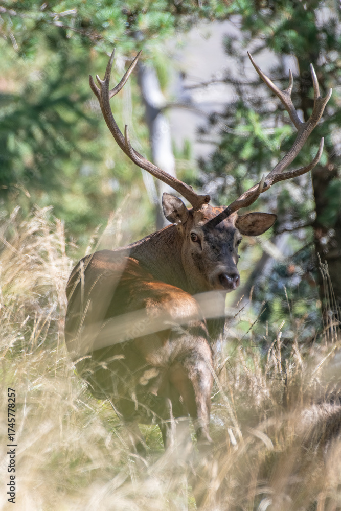 Naklejka premium Close-up portrait of a wonderful male Red deer (Cervus elaphus) looking back into camera from the tall grass against forest background. Vertical photo. 