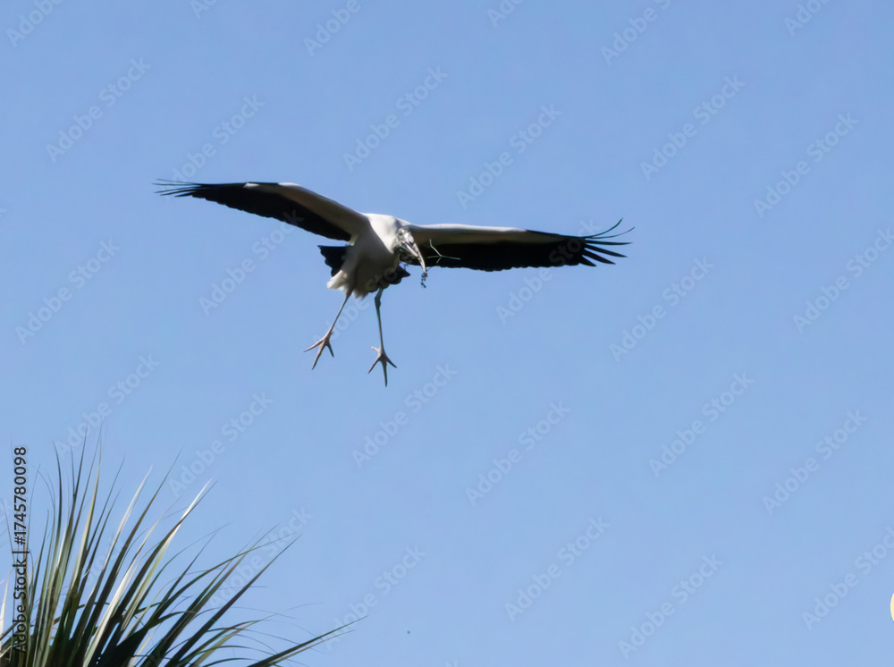 Obraz premium Wood Stork in flight