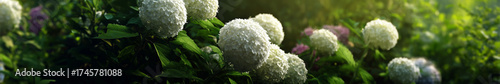 White hydrangeas in a lush garden with a blurred greenery background for gardening themes and background visuals.
