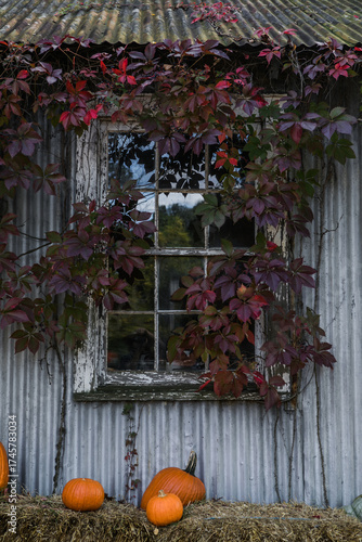 Old rustic window covered with red ivy leaves and surrounded by pumpkins on hay, capturing the charm of autumn countryside.