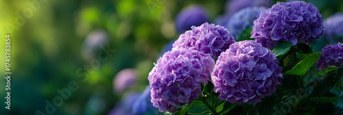 Purple hydrangeas in a lush garden for gardening themes and background visuals.