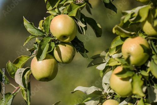 Green Apples on a Tree in Orchard