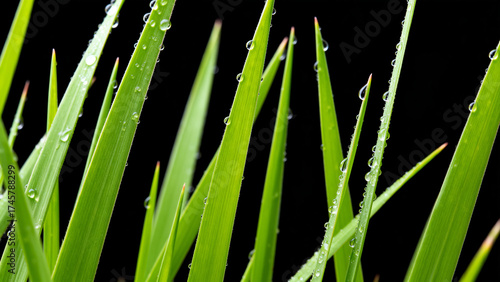 Green grass blades with water droplets